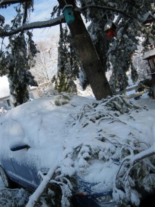 Branch Meets Hood Branch Meets Hood - My car!
